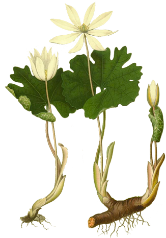 Engraving of bloodroot flower