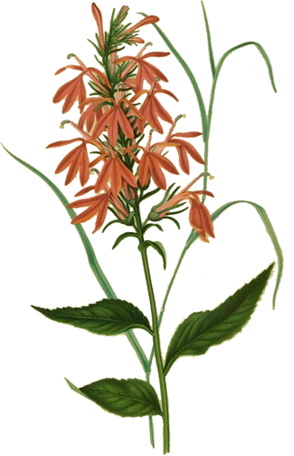 Engraving of cardinal flower