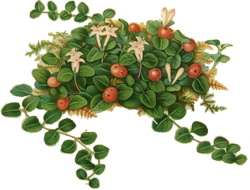 Engraving of partridgeberry